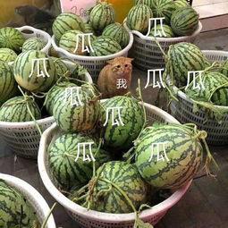 娱乐吃瓜头像高清图片